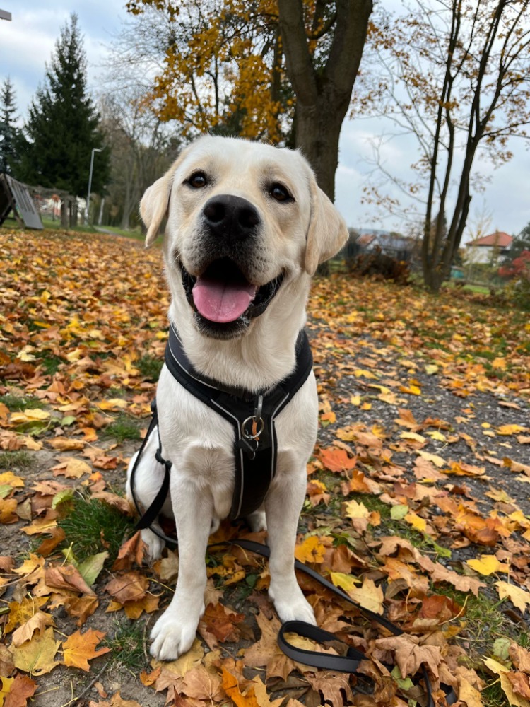 Bentley Marley Maylo Lucky from Paradise