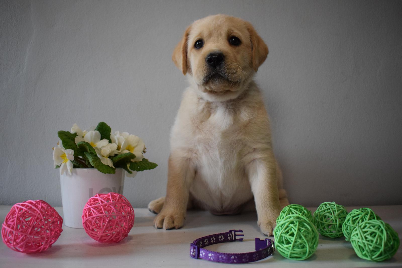 Colette Maybe Mia Lucky from Paradise