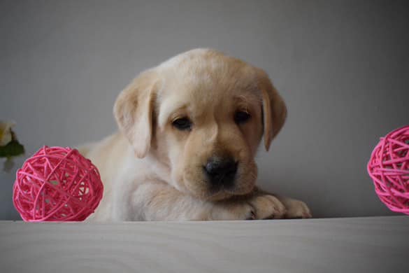 Colby Lucky from Paradise 🧡 _ Naše poslední volné vymazlené miminko🥰😇🙏